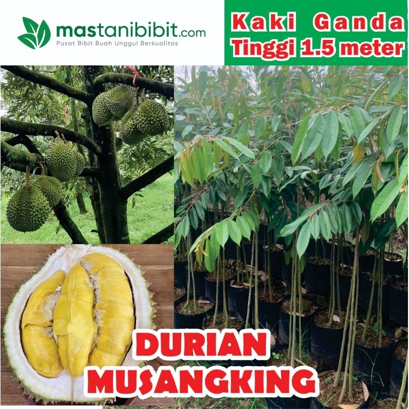 Bibit Durian Musangking 1.5 Meter
