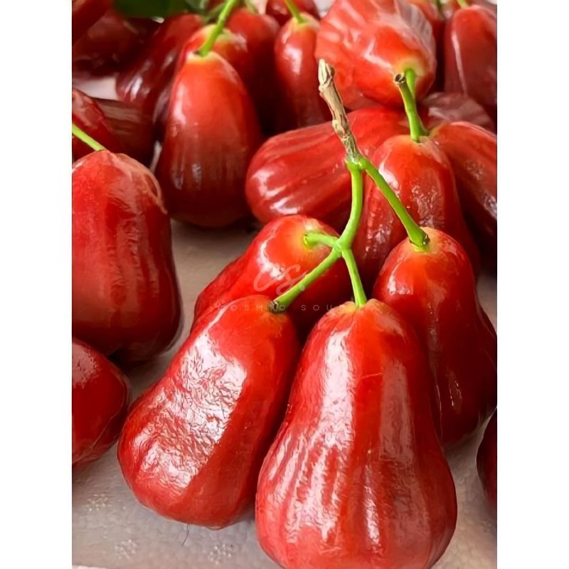 

[CosmicSoul] BUAH JAMBU CITRA MERAH