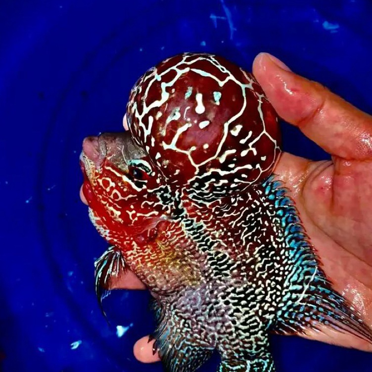 Best Burayak louhan KSRD