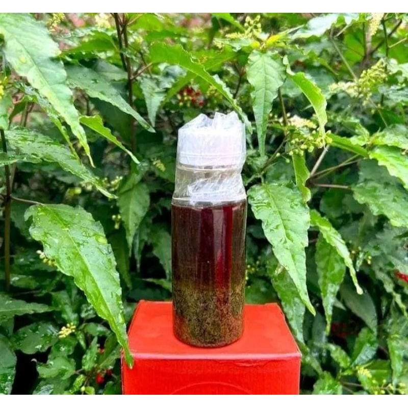 Daun bungkus dan minyak lintah asli papua