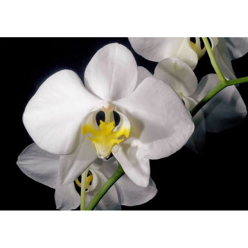 Phalaenopsis Amabilis