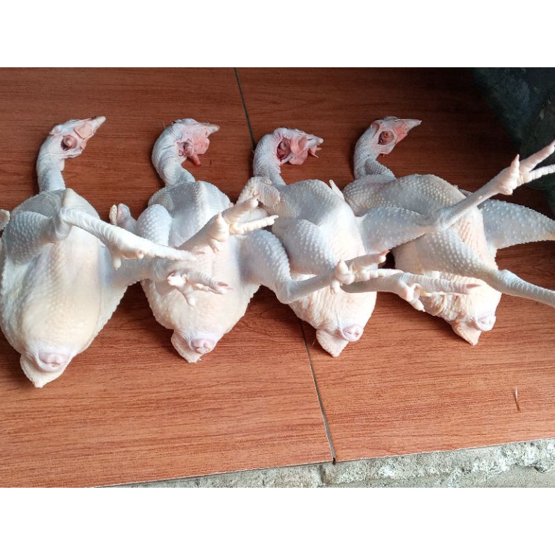 

HARGA GROSIR Ayam Petelur Medium ayam merahayam fresh berat rata 2 sd 21kg gas