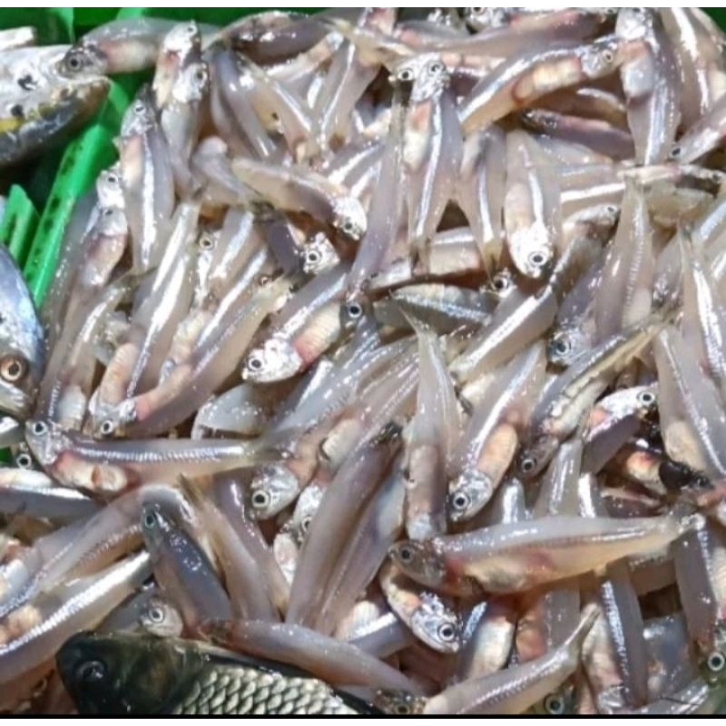 

ikan teri