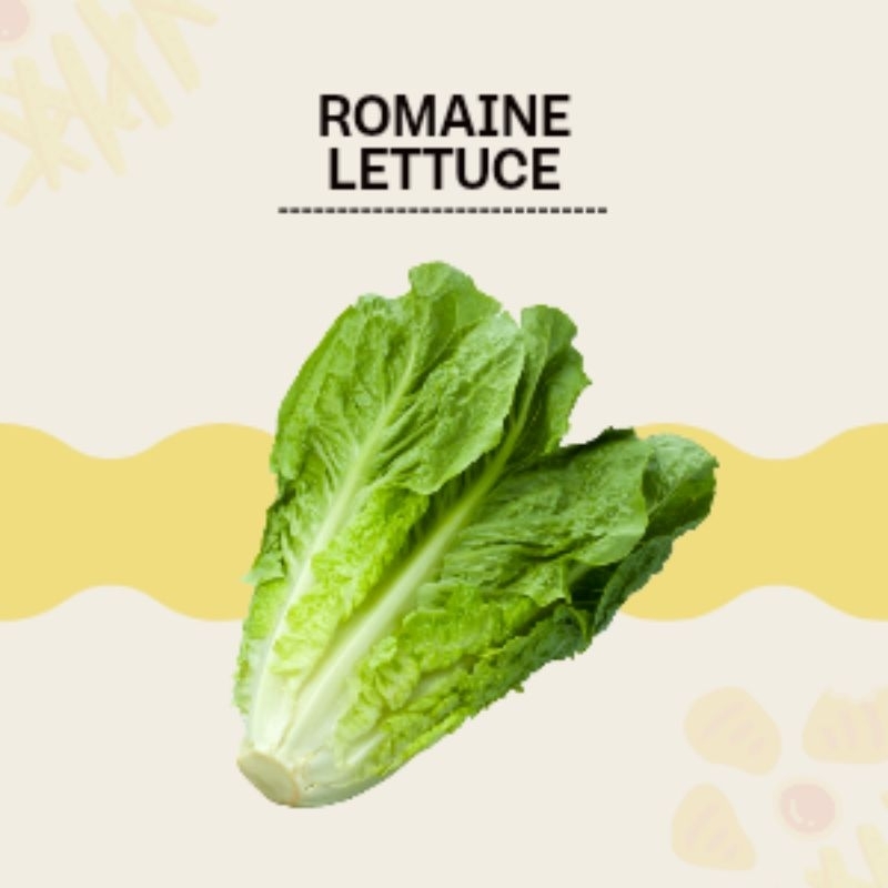 

Romaine Lettuce 500gr