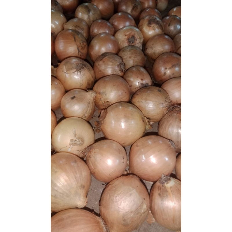 

bawang bombai kecil fresh 500g