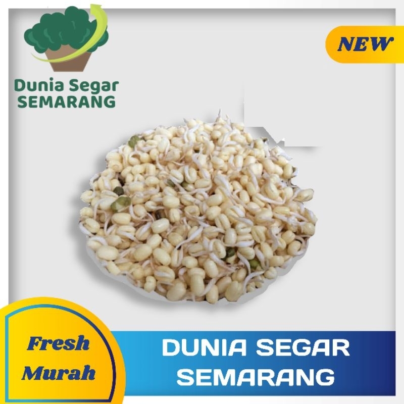 

Tauge Pendek 250 Gram Toge Soto