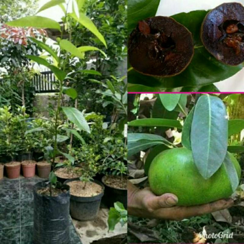 Tinggi 100 cm UP. Bibit Black Sapote Jumbo/Sawo Hitam. Asli tanaman Okulasi cepat berbuah...