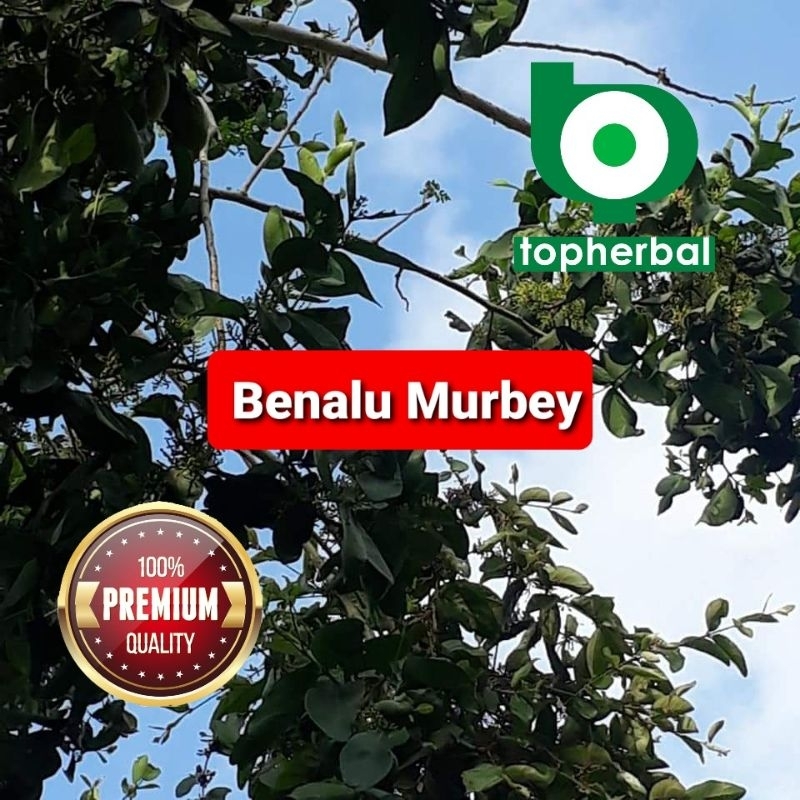 

Benalu Murbei Murbey Kering Hijau 250 Gram