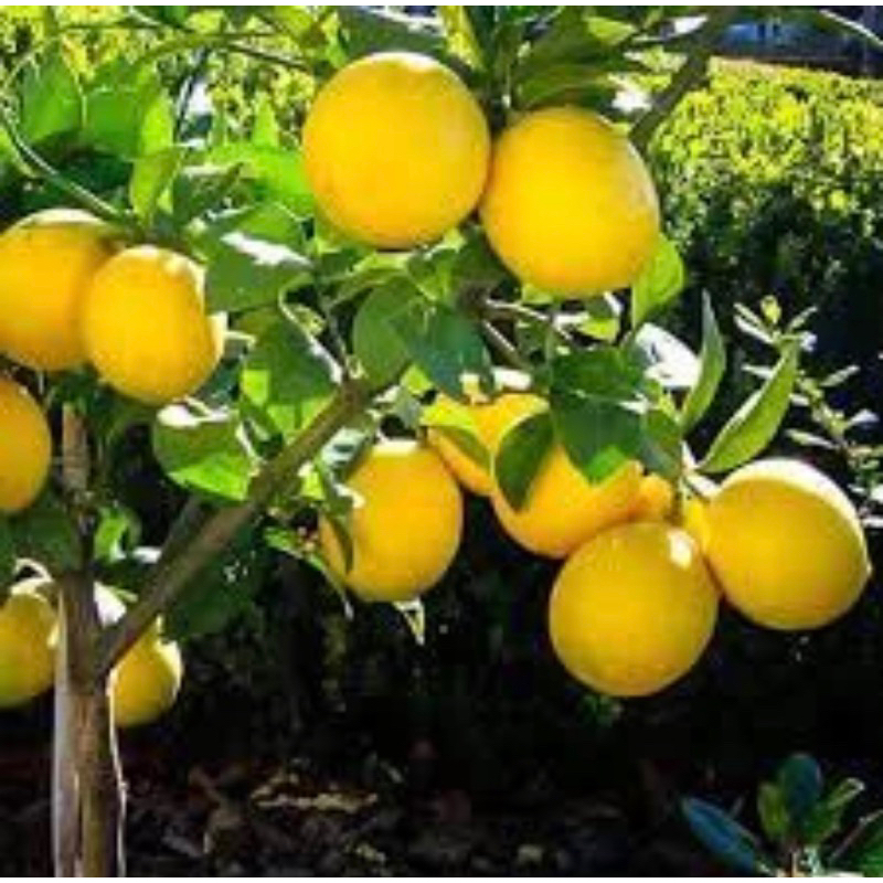 Bibit buah Jeruk lemon California sudah berbuah