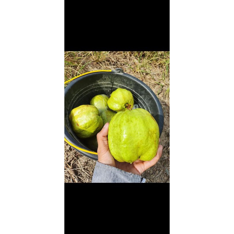 

Jambu Kristal byIR