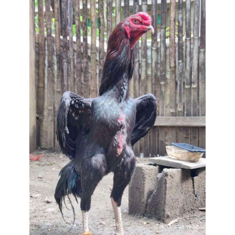 telur fertil ayam shamo Untuk ditetaskan