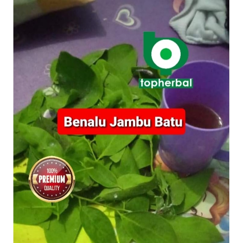 

Benalu Jambu Batu Fresh/Basah Langsung Petik 1 KG