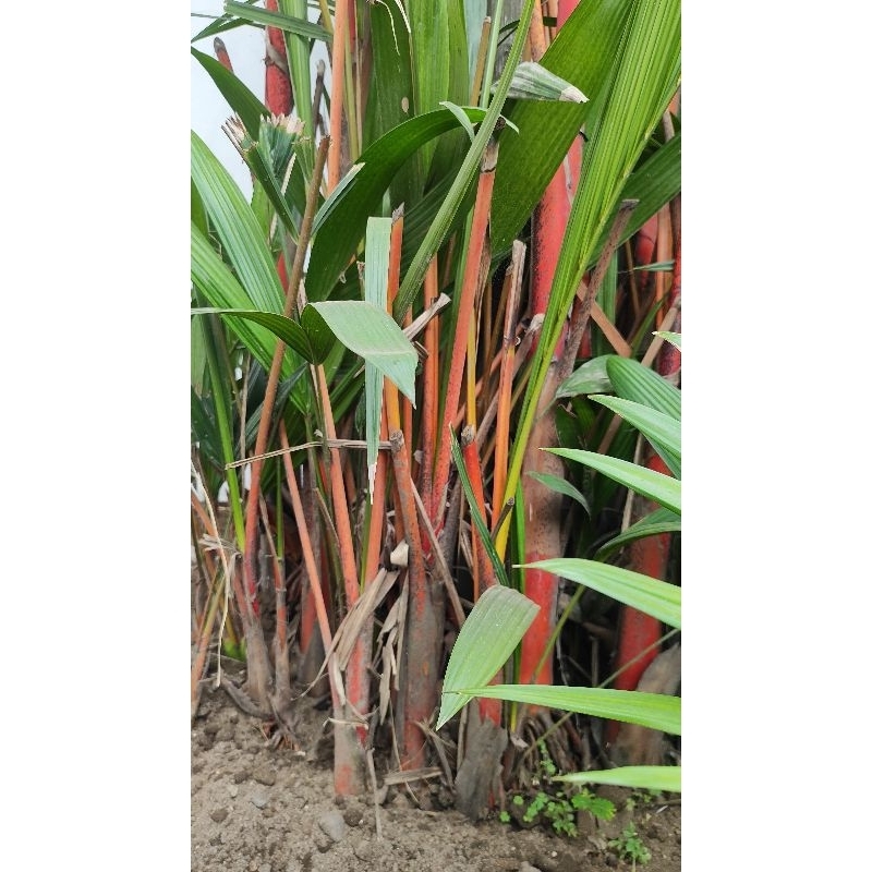 pohon palem merah (asli merah)