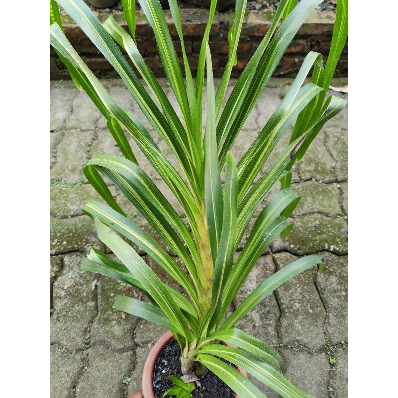 grammatophyllum speciosum variegata (anggrek tebu var)