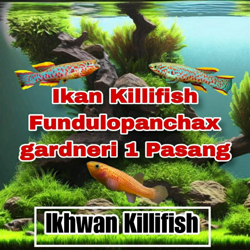 killifish Gardneri/aksesoris kebutuhan aquarium