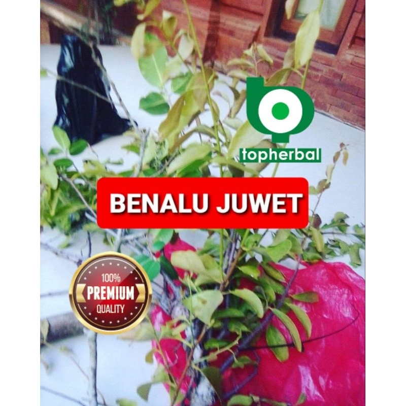 

Benalu Juwet Duwet Kering Hijau 250 Gram