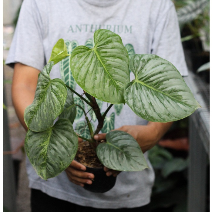 Philodendron Sodiroi