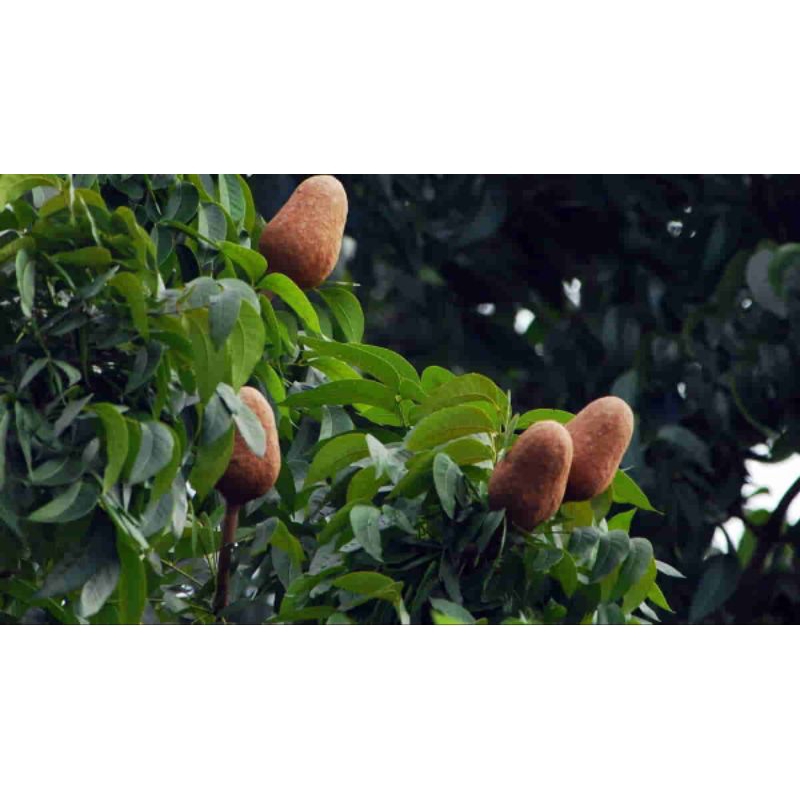 

DAUN MAHONI SEGAR 1kg