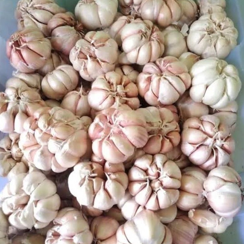 

X8 BAWANG PUTIH KERING KEMASAN 5Gr Segera Beli