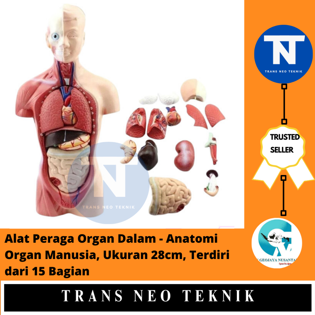 Alat Peraga Organ Dalam - Anatomi Organ Manusia, Ukuran 28cm, Terdiri dari 15 Bagian