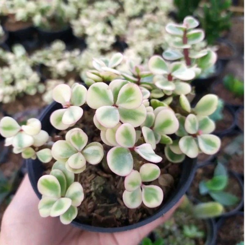 Sukulen portulacaria afra variegata