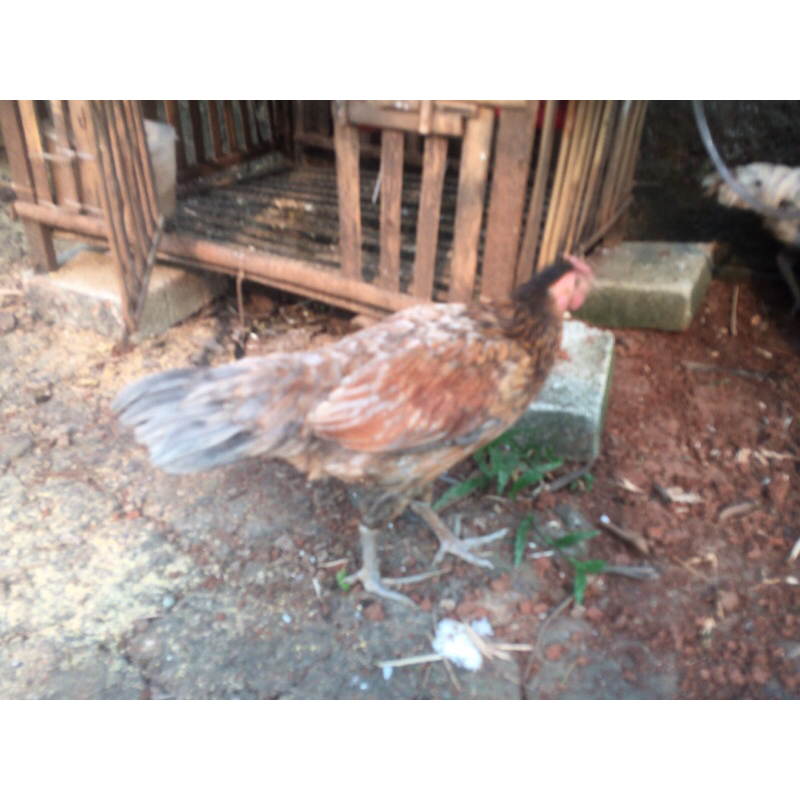 ayam kampung betina dewasa