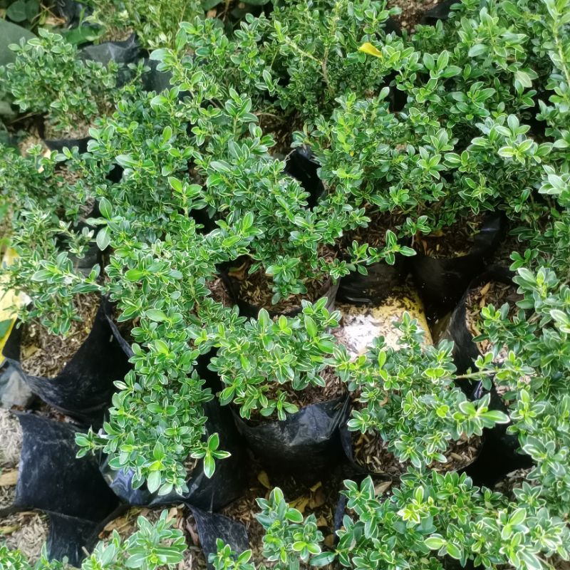 Bibit Bonsai mirten Varigata - Pohon Mirten - Tanaman Hias Mirten Varigata