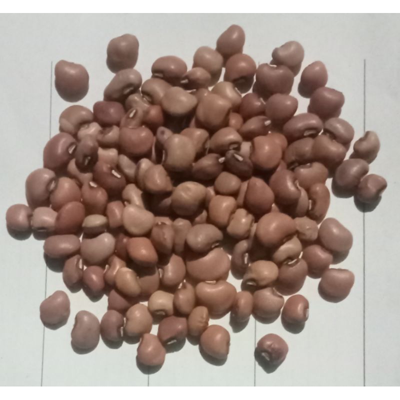 

1 KG KACANG TUNGGAK GRADE A - KACANG TOLO