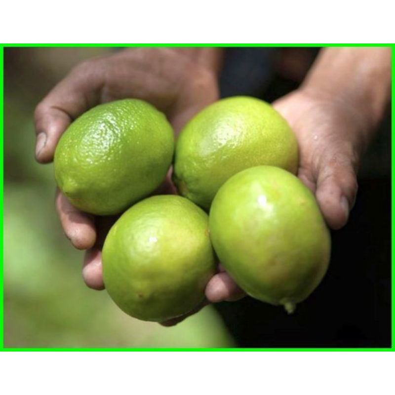 

Jeruk Lemon California 5kg Fresh