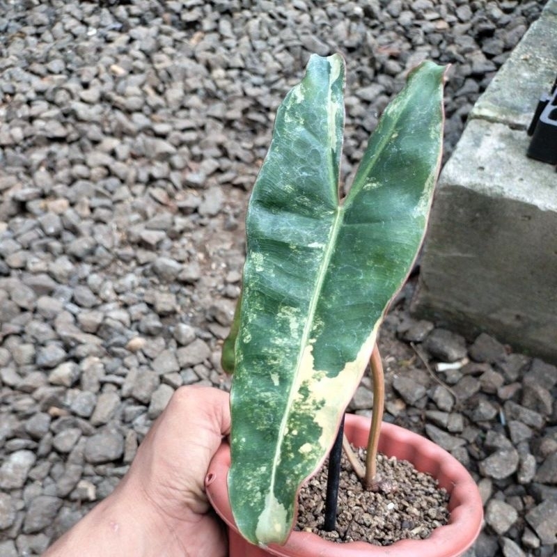 biliteae varigata 1 daun pancing