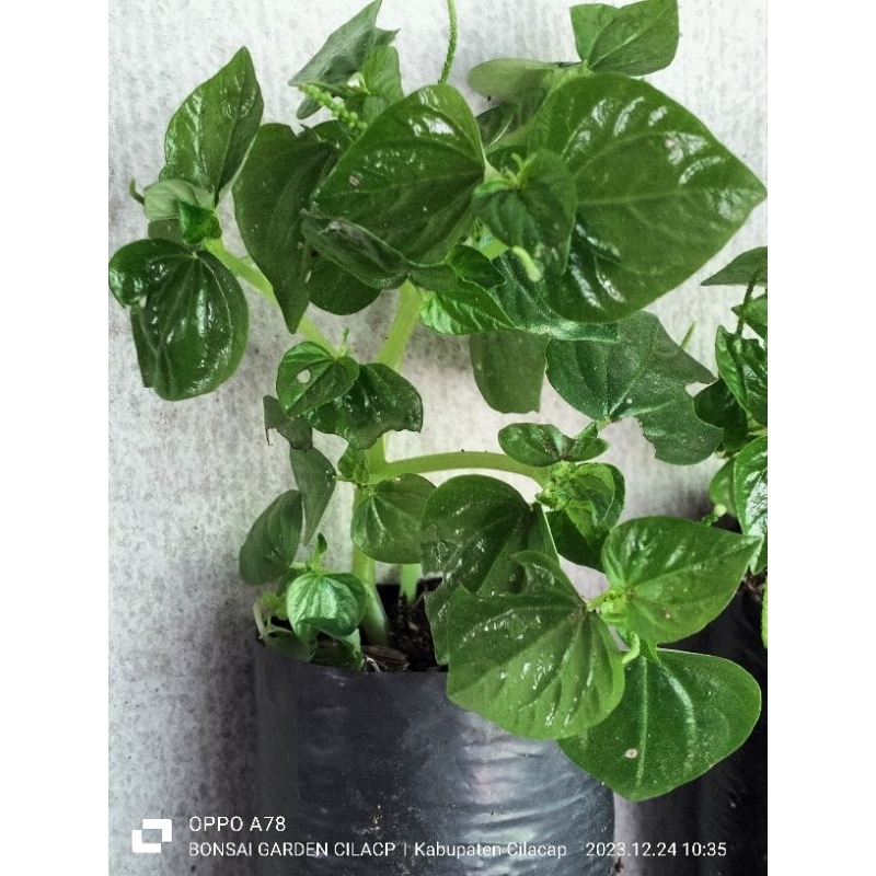 sirih cina/ketumpang air obat bisul dn asam urat