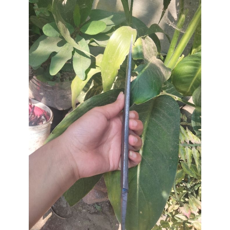 pisau jambia PERSIA 20 cm hitaman baja per