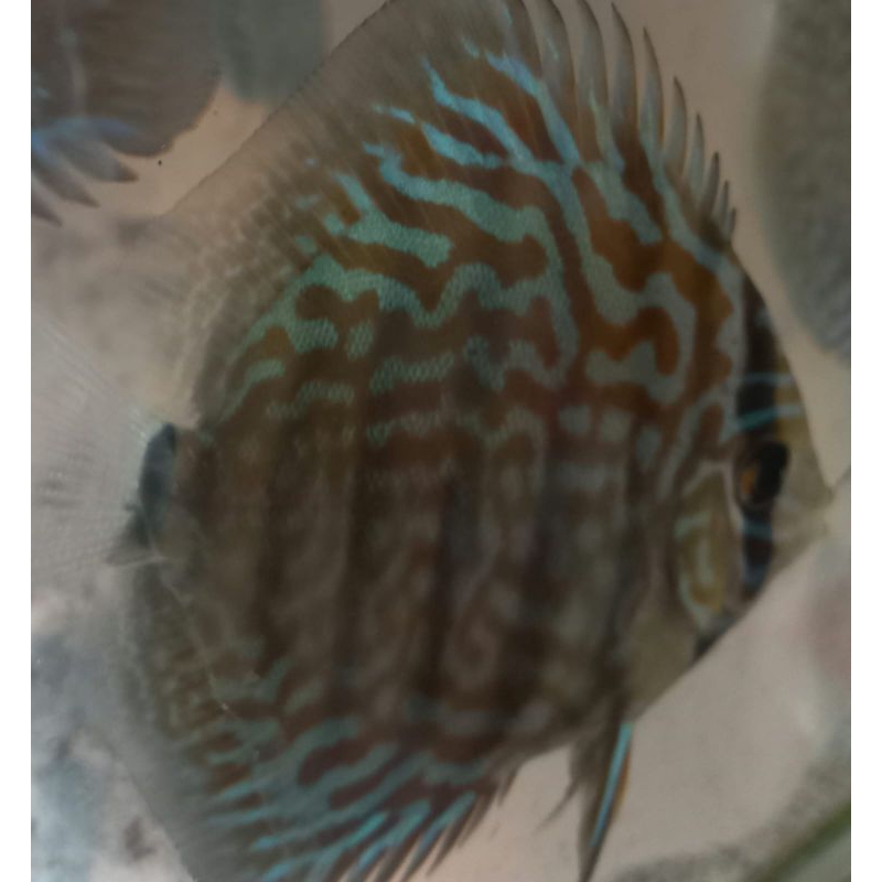 discus turquoise ukuran 2 inch