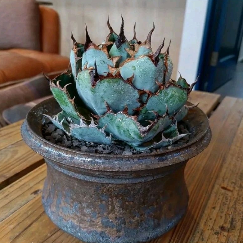 Agave titanota Blue Ball