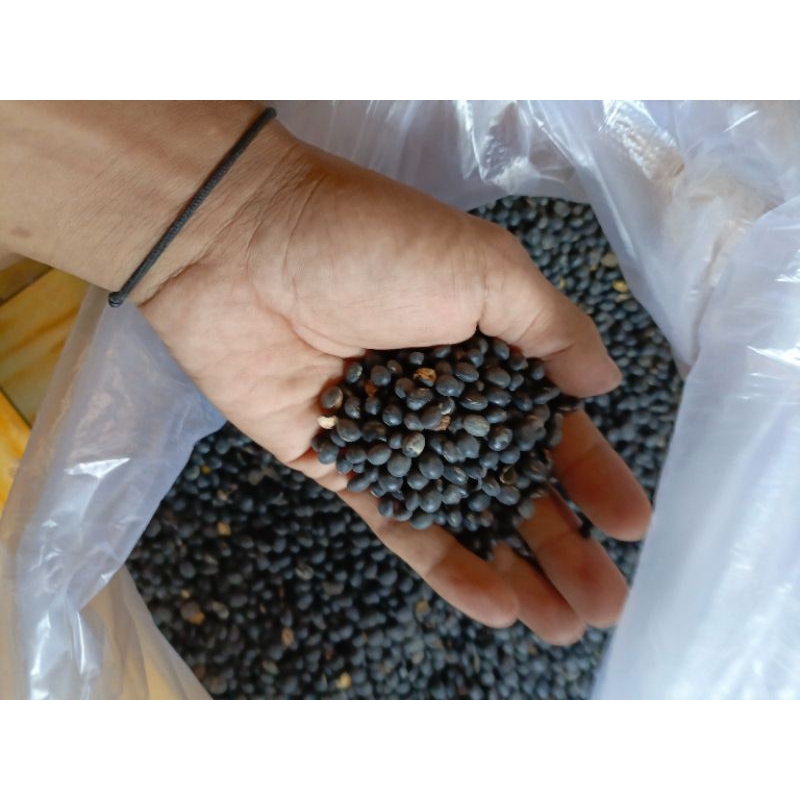 

BIJI KEDELAI HITAM FRESH