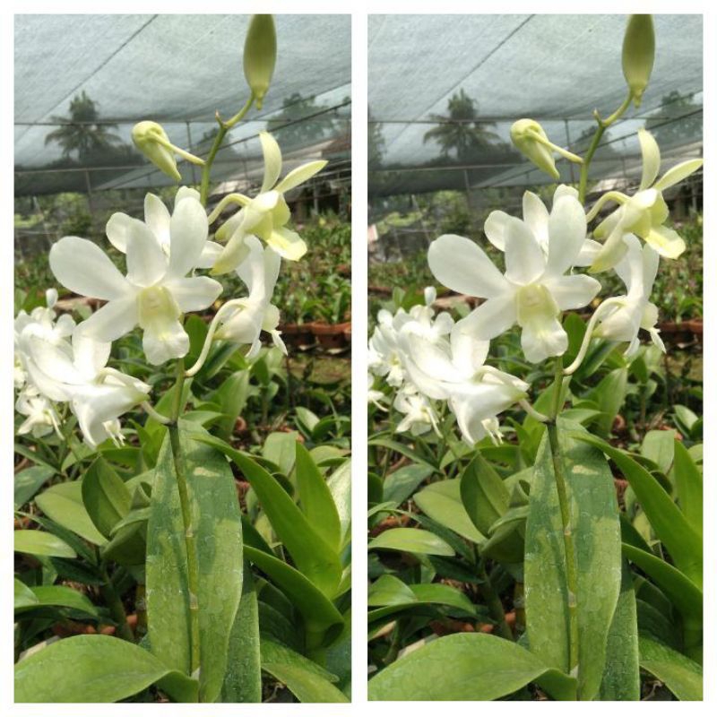 Anggrek Dendrobium Woksin (Bunga Wangi)