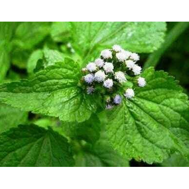 

daun bandotan fresh