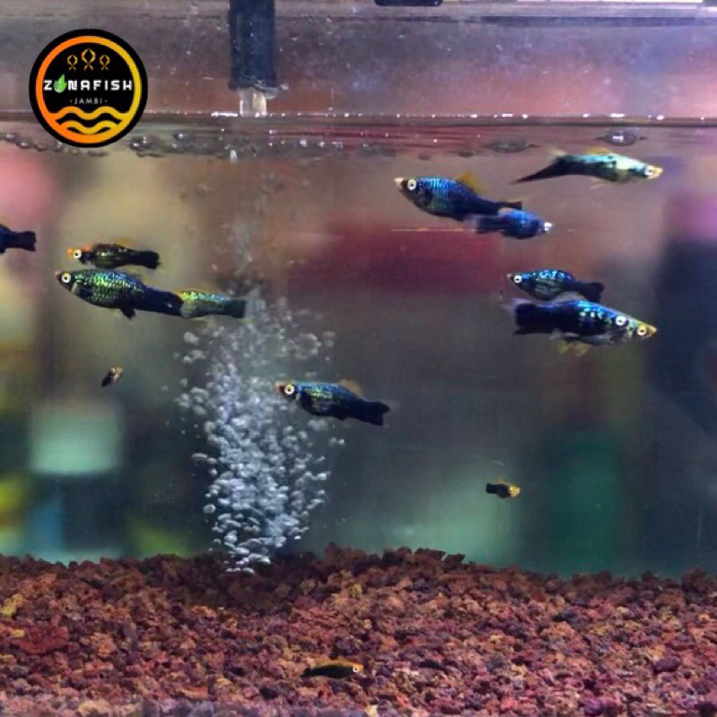 Platy Hamburg Swordtail