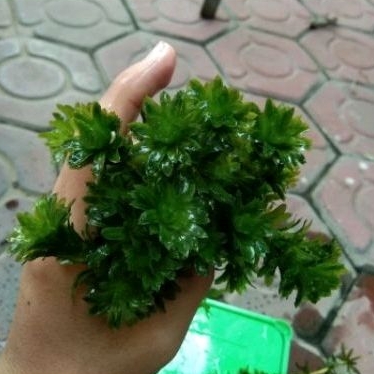 Tanaman aquascape/hydrilla/tanaman aquarium