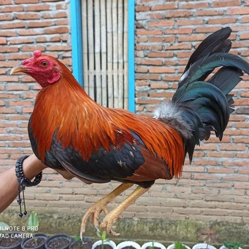 

telur ayam ak fertil paket 4 butir