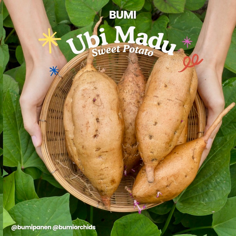 

Ubi Madu Manis 1kg - Sweet Potato BUMI PANEN Lezat Harum Telo Mix Ungu Orange Kuning Ketela Umbi Taro Yam Singkong