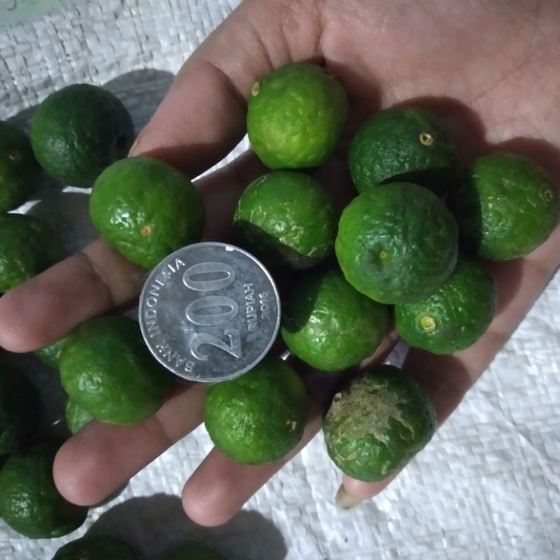 

(kusus yg kecil2) 500gr isi kurleb 70 buah - Jeruk limau