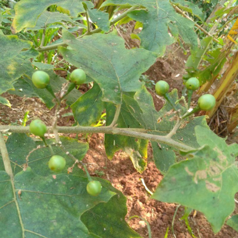 

pokak fress di petik dadakan terong pipit