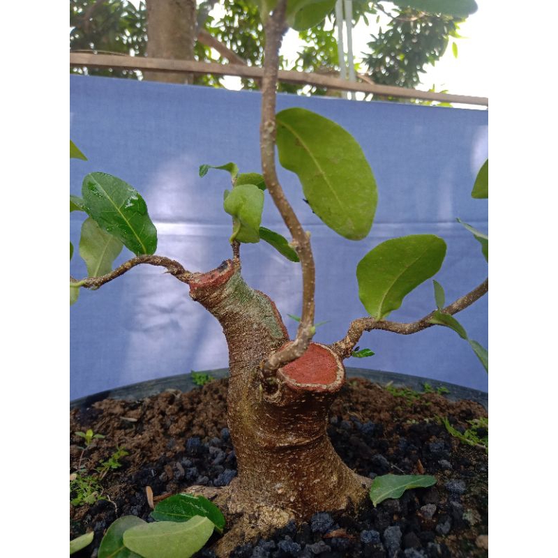 Bahan Bonsai Sianci Kecut