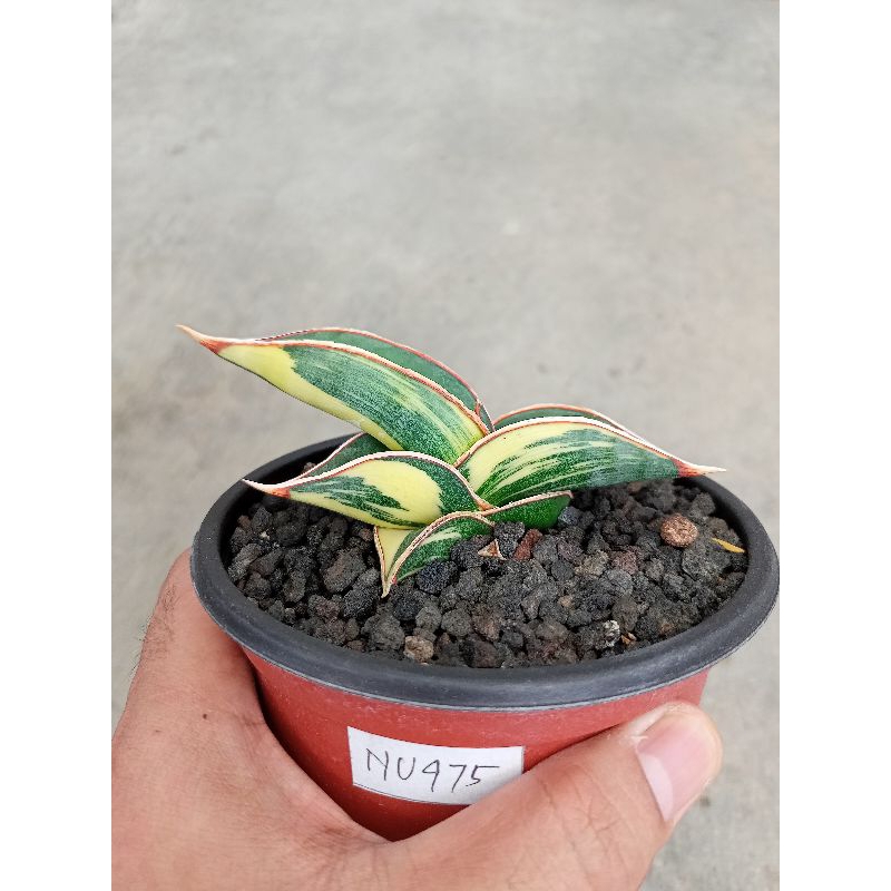 Sansevieria Rorida varigata B