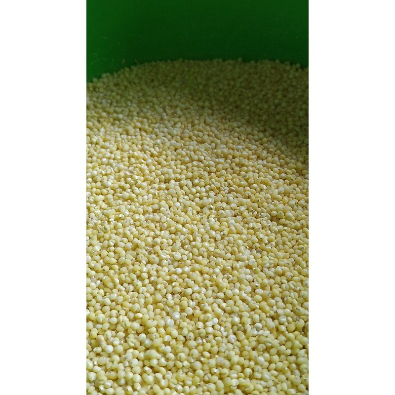 

Biji jewawut kupas untuk bubur Eceran 100 gr - 250 gr