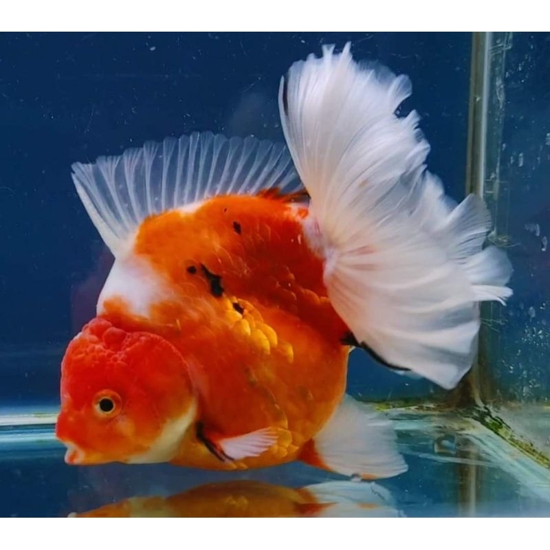 Ikan Mas Koki Oranda Rosetail HQ