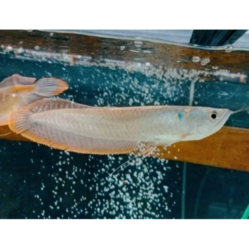 Hiasan Rumah - Ikan Arwana Silver Red Size Kecil 10Cm Kualitas Terjamin