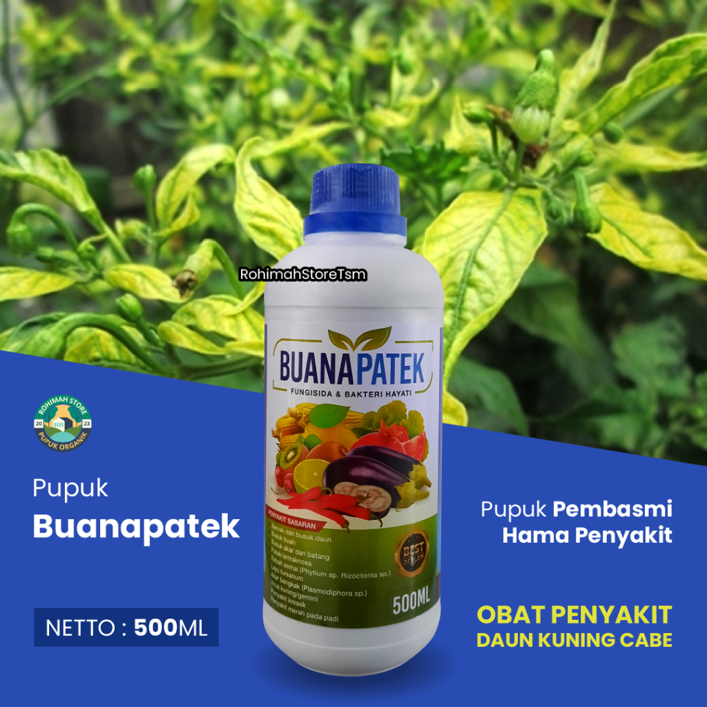 Obat Hama Virus Daun Kuning Cabe Paling Ampuh - Obat Hama Keriting Daun Kuning Cabe Cabai Rawit - Obat Anti Virus Pada Tanaman Cabe Dan Cabai Rawit