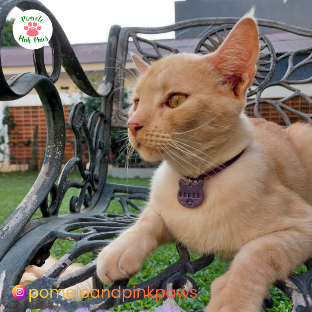 Kalung Kucing Custom Nama / Kalung Kucing Pesan Nama / Kalung Kucing Request Nama